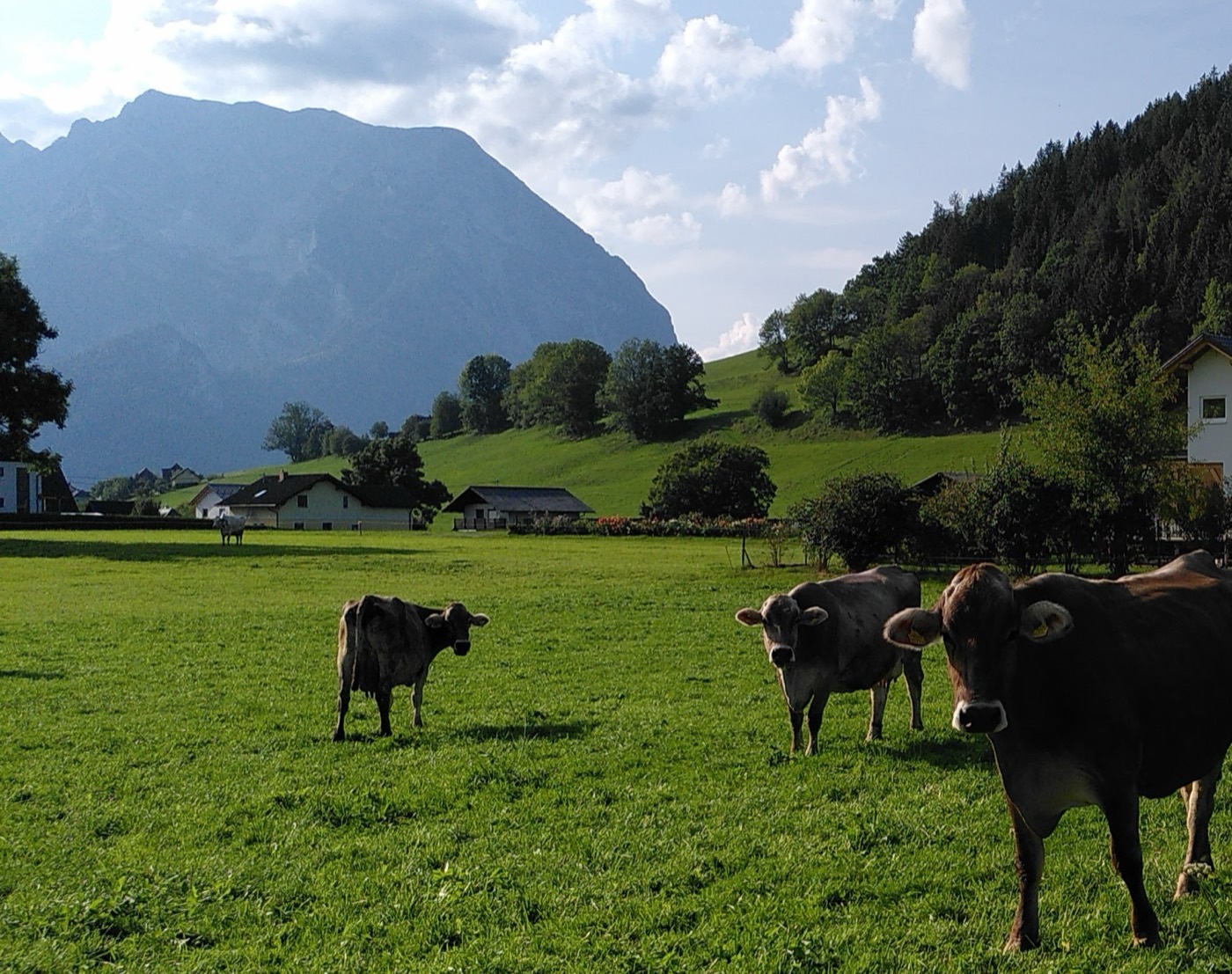Kühe auf einer Weide im steirischen Ennstal vor Bergkulisse – hier kommt die Alpenmilch für MARESI her